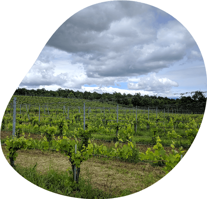 azienda-agricola-1