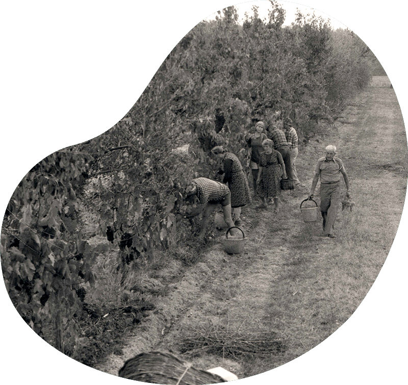 Storia Podere Poggerina 1