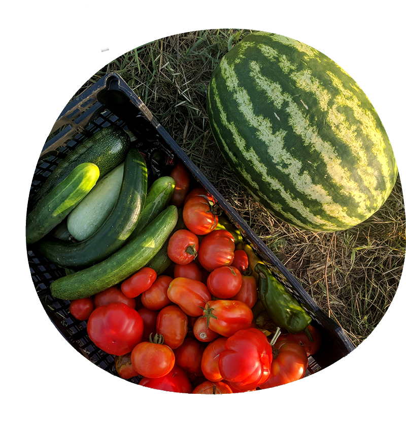 verdure-frutta-di-stagione-valdarno-figline